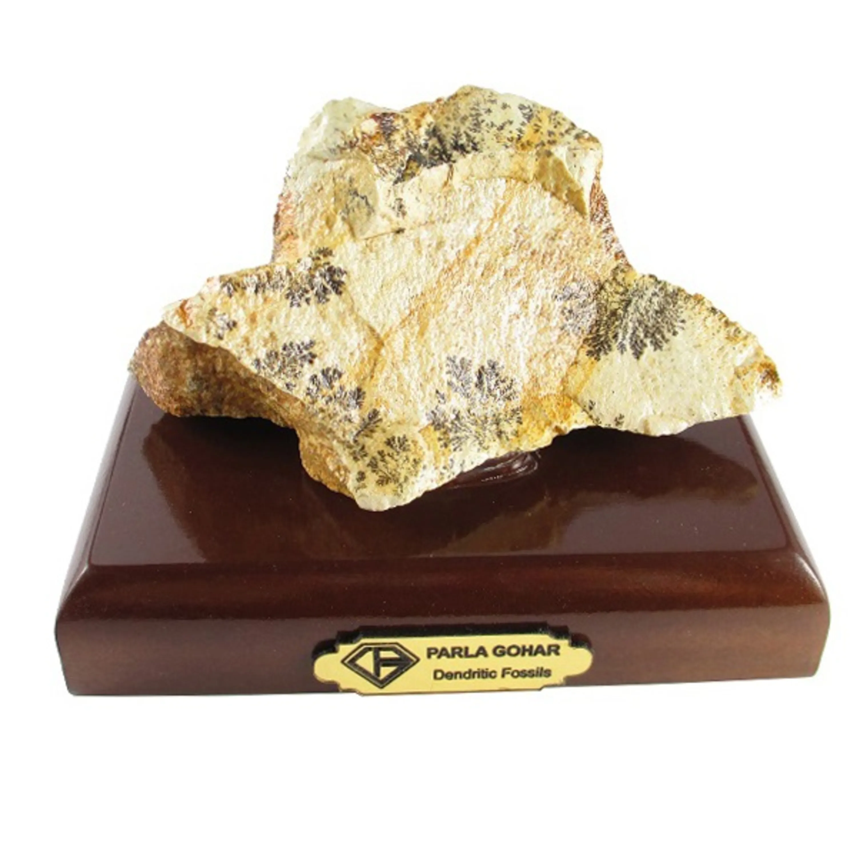 سنگ راف شجر فسیلی Dendritic Fossils